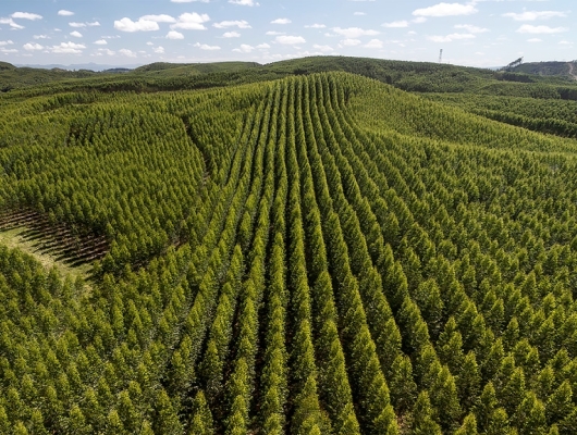 Clique para ver a notícia completa São Paulo tem espaço para quase triplicar área de florestas plantadas, diz Florestar