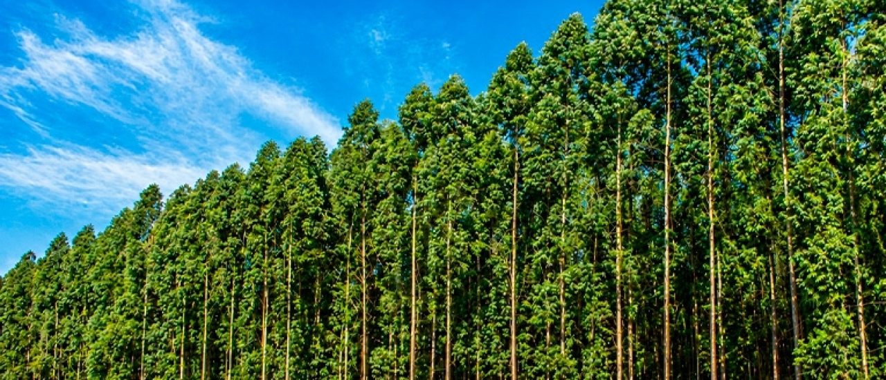 Clones de eucalipto mais resistentes à seca avançam no Brasil e impulsionam a produtividade florestal