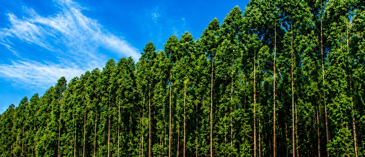 The Lumber Manufactory inicia operação de serraria no Mississippi com investimento de US$ 15 milhões