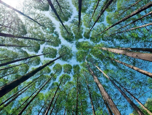 Clique para ver a notícia completa A América do Sul pode receber até R$ 109 bilhões em novos projetos de celulose até 2030