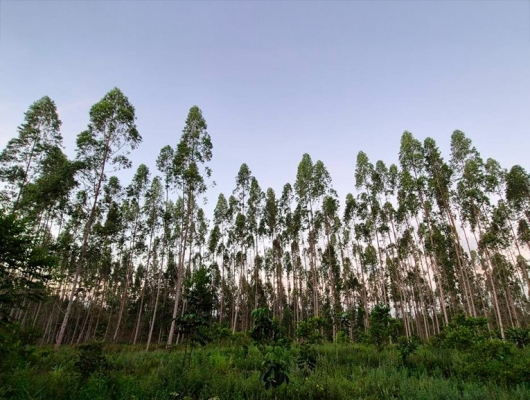 Clique para ver a notícia completa Brasil registra plantio de 2,2 milhões de mudas por dia no setor de árvores cultivadas